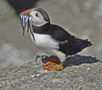 Puffin with his catch. - Kostenloses image #306695